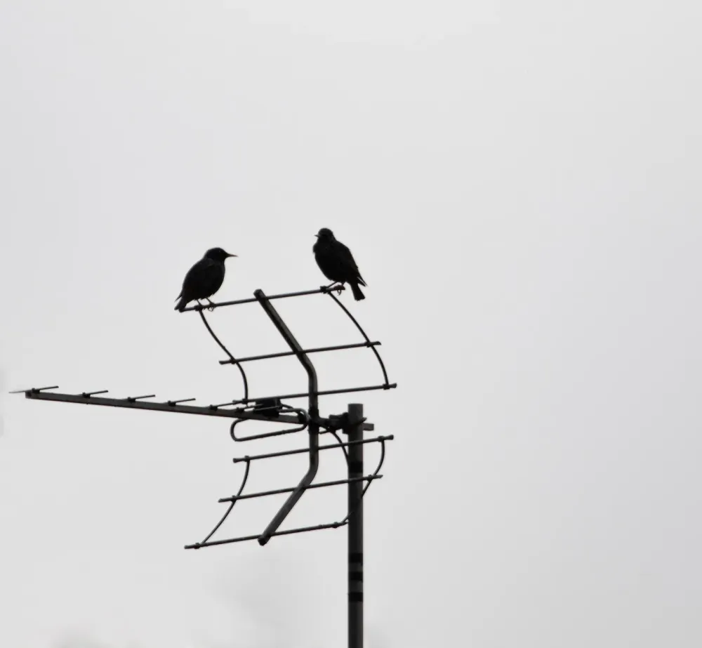 antenne-8